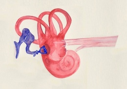 Ossicles, cochlea and auditory nerve. Watercolour