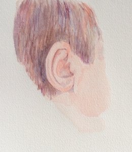 Auricle. Watercolour